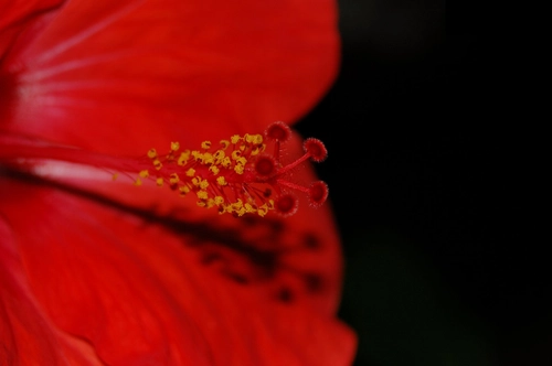 Red flower close up