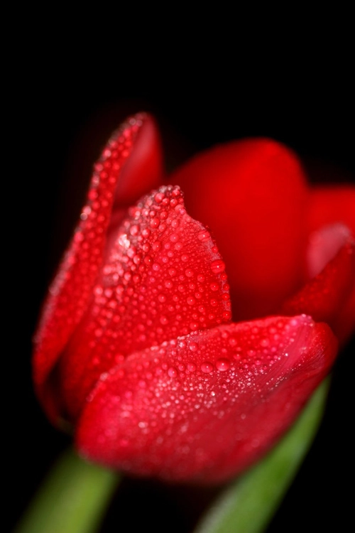 Red Tulip 2