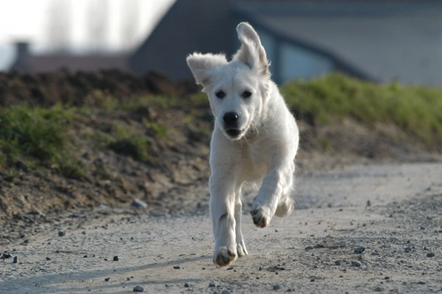 Running dog