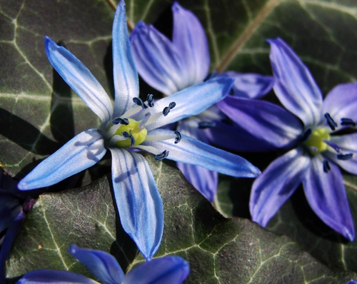 small flower - close up