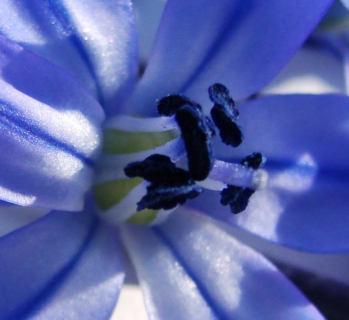 small flower - close up