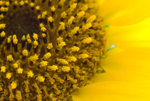 Sunflower macros 2