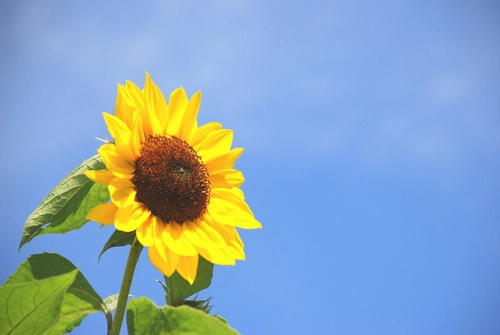 Sunflower wallpaper