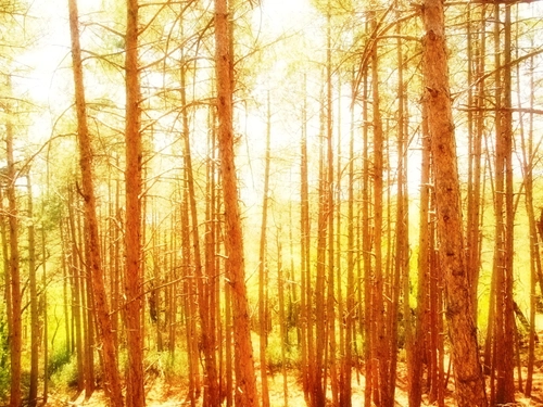 Sunny forest