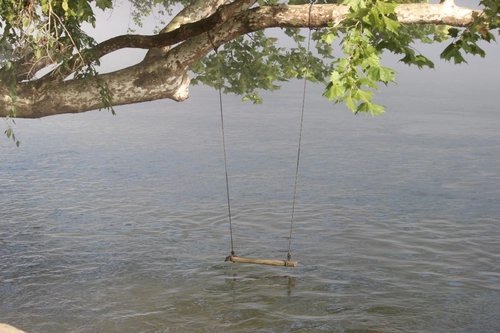 Swing Tied to a Tree Over the Water in Morning Fog