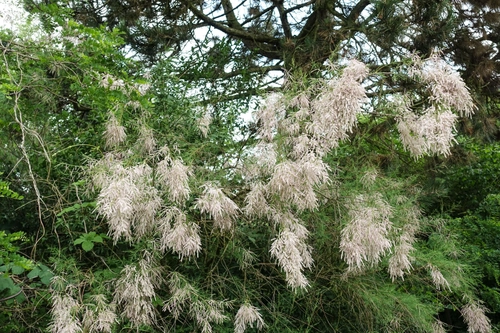 tamarisk 2