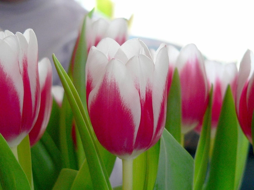 Tulip for hapiness