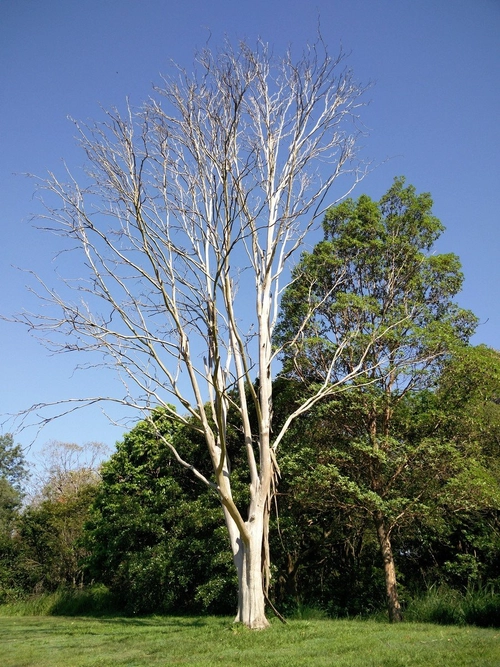 White deciduous tree in front of lush green bushland and a blue sky