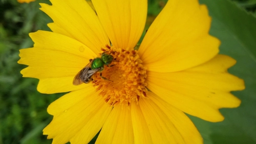 yellow bloom with green bee