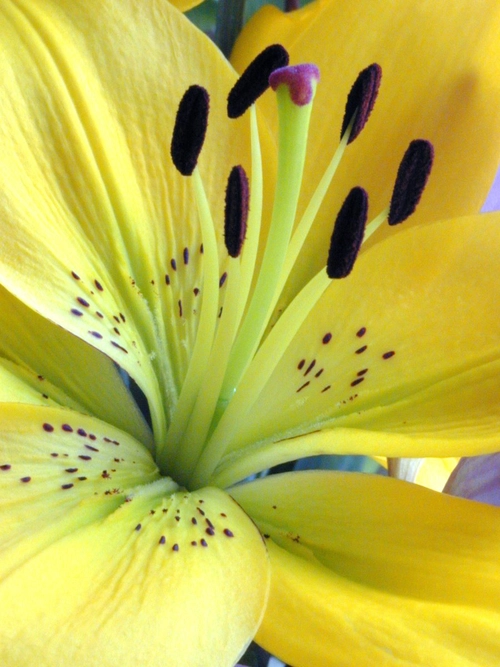 Yellow Flower Close-Up 1