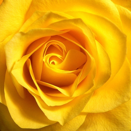 yellow rose