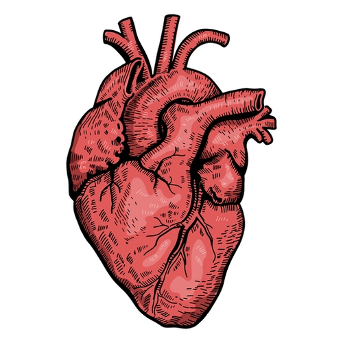 Anatomy organ realistic heart illustration