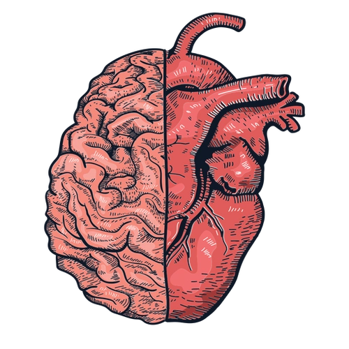 Anatomy Wisdom PNG Organ Illustration