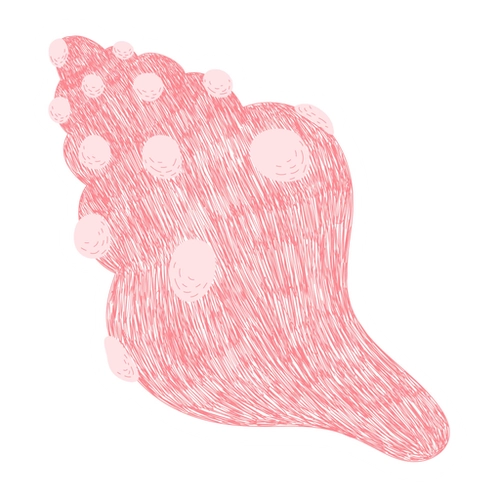 Hand-drawn Ocean Shell PNG