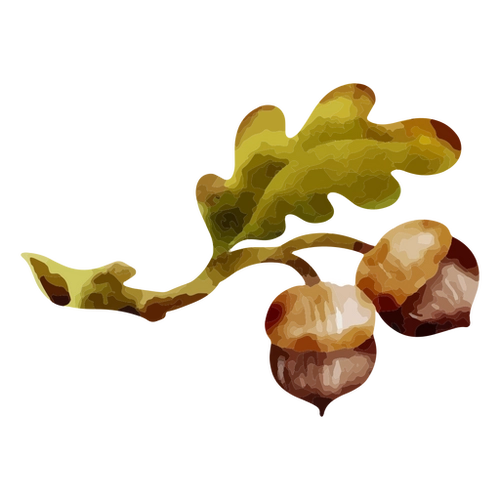 Oak Acorn Forest PNG