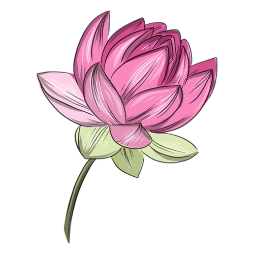 Pink Lotus Blossom Chinese Design